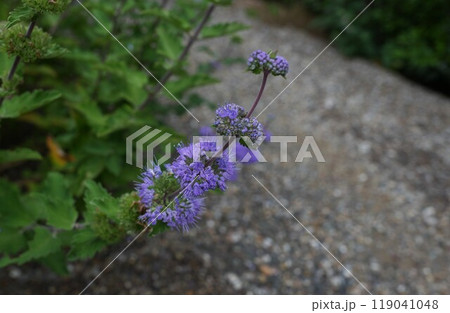 ハナシキブの花アップ 119041048