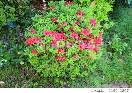鮮やか クルメツツジの花 鮮やか クルメツツジの花 119041207