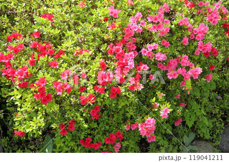 鮮やか　クルメツツジの花 119041211