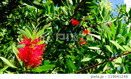 街角にて、赤い花が咲く緑の樹木 119041249