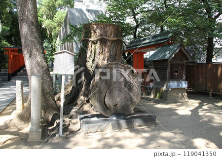静謐な流れの中にある神戸生田の森 静謐な流れの中にある神戸生田の森 119041350