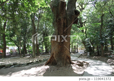 静謐な流れの中にある神戸生田の森 静謐な流れの中にある神戸生田の森 119041372