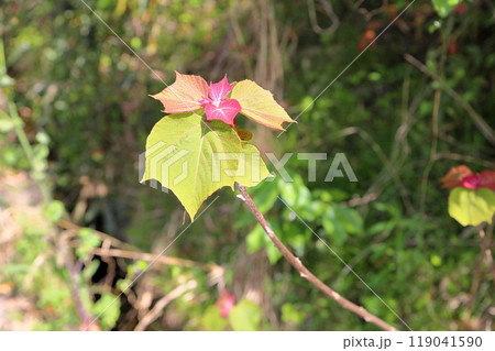 鮮やか　アカメガシワの新芽 119041590