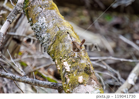 苔むした渓流を飛び跳ねて移動する可愛いミソサザイ（ミソサザイ科）神奈川県-2023年 119041730