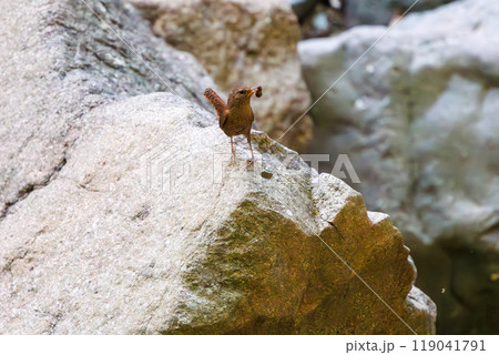 渓流を飛び跳ねて餌を探す可愛いミソサザイ（ミソサザイ科）神奈川県-2023年 119041791