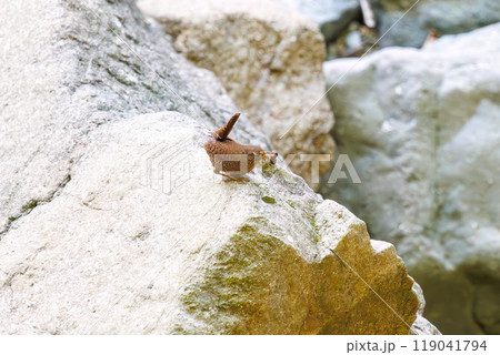 渓流を飛び跳ねて餌を探す可愛いミソサザイ（ミソサザイ科）神奈川県-2023年 119041794
