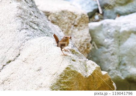 渓流を飛び跳ねて餌を探す可愛いミソサザイ（ミソサザイ科）神奈川県-2023年 119041796