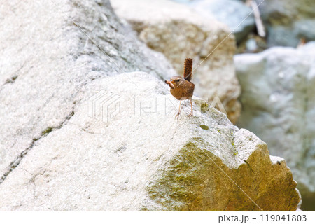 渓流を飛び跳ねて餌を探す可愛いミソサザイ（ミソサザイ科）神奈川県-2023年 119041803