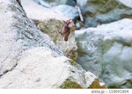 渓流を飛び跳ねて餌を探す可愛いミソサザイ(ミソサザイ科)神奈川県-2023年 渓流を飛び跳ねて餌を探す可愛いミソサザイ(ミソサザイ科)神奈川県-2023年 119041804