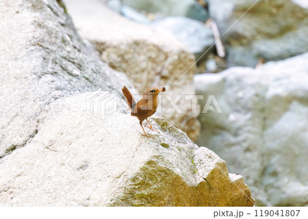 渓流を飛び跳ねて餌を探す可愛いミソサザイ（ミソサザイ科）神奈川県-2023年 119041807