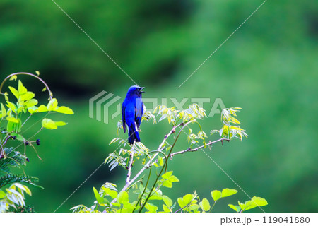 新緑の中、梢のてっぺんのソングスポットで大きく美しい声でさえずる美しいオオルリ（ヒタキ科）2024 119041880