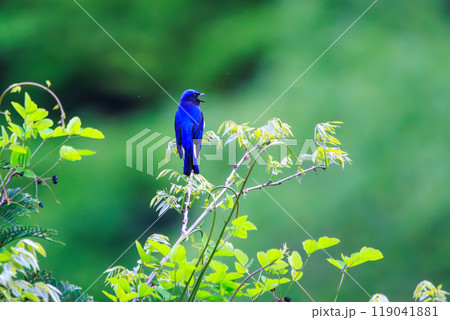 新緑の中、梢のてっぺんのソングスポットで大きく美しい声でさえずる美しいオオルリ（ヒタキ科）2024 119041881