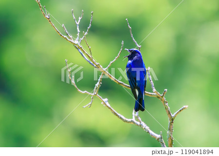新緑の中、梢のてっぺんのソングスポットで大きく美しい声でさえずる美しいオオルリ(ヒタキ科)2024 新緑の中、梢のてっぺんのソングスポットで大きく美しい声でさえずる美しいオオルリ(ヒタキ科)2024 119041894