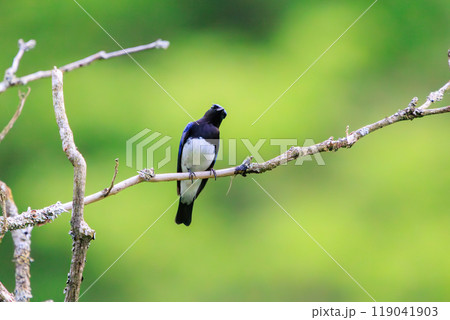 新緑の中、梢のてっぺんのソングスポットで大きく美しい声でさえずる美しいオオルリ(ヒタキ科)2024 新緑の中、梢のてっぺんのソングスポットで大きく美しい声でさえずる美しいオオルリ(ヒタキ科)2024 119041903