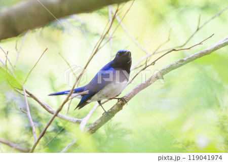 新緑の中、大きく美しい声でさえずる美しいオオルリ（ヒタキ科）神奈川県-2023年 119041974