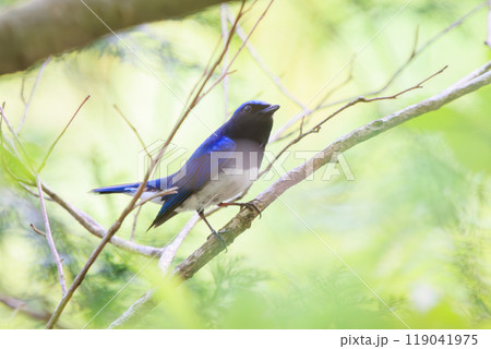 新緑の中、大きく美しい声でさえずる美しいオオルリ（ヒタキ科）神奈川県-2023年 119041975