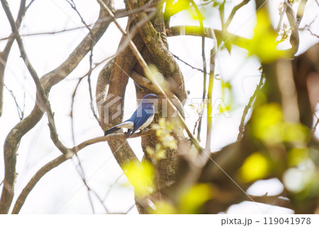 新緑の中、大きく美しい声でさえずる美しいオオルリ(ヒタキ科)神奈川県-2023年 新緑の中、大きく美しい声でさえずる美しいオオルリ(ヒタキ科)神奈川県-2023年 119041978