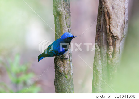 新緑の中、大きく美しい声でさえずる美しいオオルリ（ヒタキ科）神奈川県-2023年 119041979