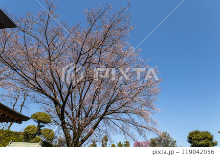 青空に映える安行桜 青空に映える安行桜 119042056