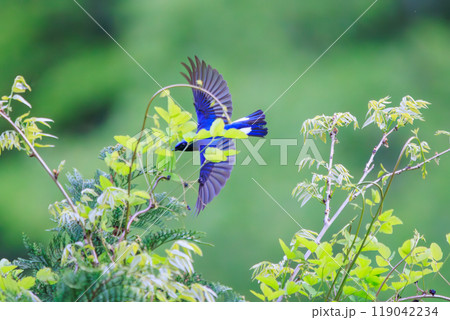 新緑の中、羽虫を捕らえるために飛び立つ（フライキャッチ）美しいオオルリ（ヒタキ科）神奈川県-2024 119042234