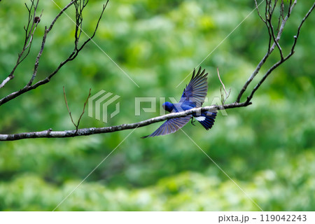 新緑の中、羽虫を捕らえるために飛び立つ（フライキャッチ）美しいオオルリ（ヒタキ科）神奈川県-2024 119042243