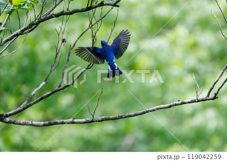 新緑の中、羽虫を捕らえるために飛び立つ(フライキャッチ)美しいオオルリ(ヒタキ科)神奈川県-2024 新緑の中、羽虫を捕らえるために飛び立つ(フライキャッチ)美しいオオルリ(ヒタキ科)神奈川県-2024 119042259