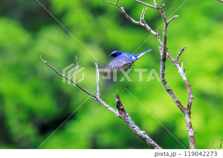 新緑の中、羽虫を捕らえるために飛び立つ（フライキャッチ）美しいオオルリ（ヒタキ科）神奈川県-2024 119042273