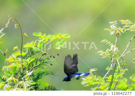 新緑の中、羽虫を捕らえるために飛び立つ(フライキャッチ)美しいオオルリ(ヒタキ科)神奈川県-2024 新緑の中、羽虫を捕らえるために飛び立つ(フライキャッチ)美しいオオルリ(ヒタキ科)神奈川県-2024 119042277