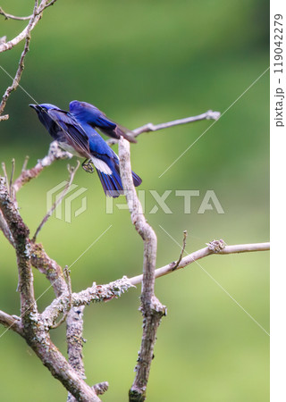 新緑の中、羽虫を捕らえるために飛び立つ（フライキャッチ）美しいオオルリ（ヒタキ科）神奈川県-2024 119042279