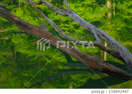 十二湖 十二湖 119042487