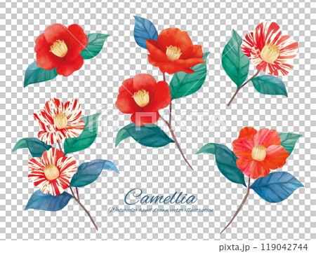 Watercolor illustration of red camellia flowers 119042744