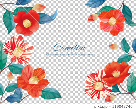 Watercolor illustration of red camellia flowers 119042746