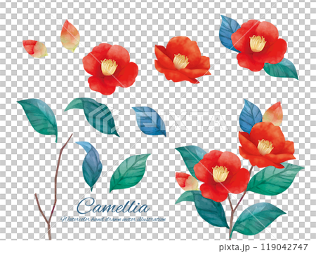 Watercolor illustration of red camellia flower Watercolor illustration of red camellia flower 119042747