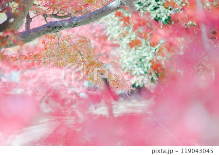 淡い紅葉風景 淡い紅葉風景 119043045