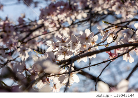 柔らかい陽射しと桜の花 119043144