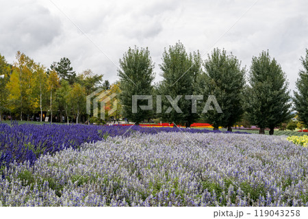 秋の北海道の観光地 119043258