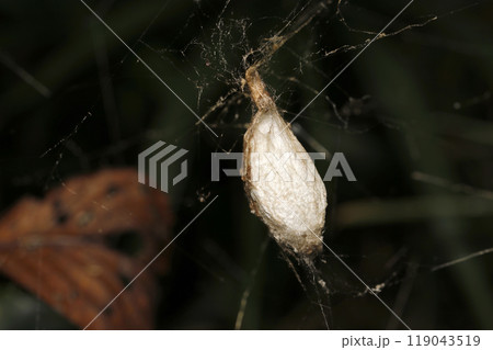 ジョロウグモの白い卵のう（ストロボマクロ撮影） 119043519