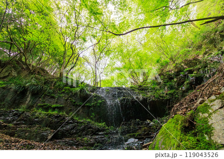 苔むした岩と新緑の崖から落ちる美しい小さな滝  日本国神奈川県相模原市、早戸川林道にて 2024年 119043526