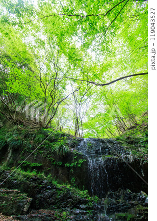 苔むした岩と新緑の崖から落ちる美しい小さな滝 日本国神奈川県相模原市、早戸川林道にて 2024年 苔むした岩と新緑の崖から落ちる美しい小さな滝 日本国神奈川県相模原市、早戸川林道にて 2024年 119043527