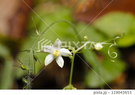 スズメウリノの小さな白い花とつぼみ(自然光+ストロボ、マクロ接写) スズメウリノの小さな白い花とつぼみ(自然光+ストロボ、マクロ接写) 119043653