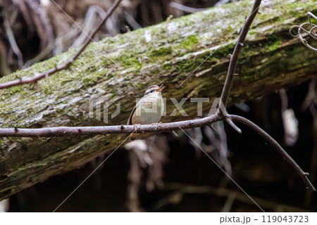 夕暮れに大きく不思議な高周波の声でさえずる可愛いヤブサメ（ウグイス科）相模原市早戸川林道2024 119043723