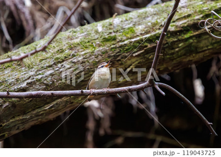 夕暮れに大きく不思議な高周波の声でさえずる可愛いヤブサメ（ウグイス科）相模原市早戸川林道2024 119043725