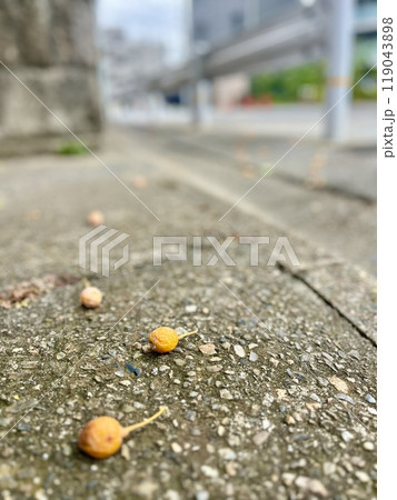 道端の銀杏 119043898