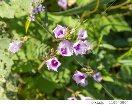 大和川の河川敷に咲くマメアサガオ 119043904