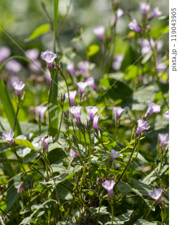 大和川の河川敷に咲くマメアサガオ 大和川の河川敷に咲くマメアサガオ 119043905
