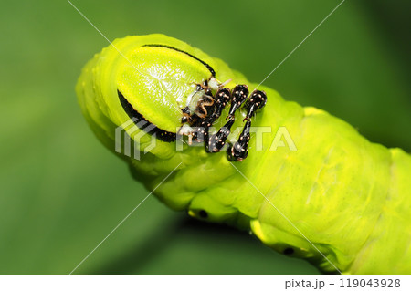 クロメンガタスズメの幼虫 119043928