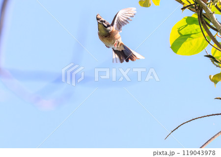 新緑の中、飛び出し飛翔する可愛いホオジロ（ホオジロ科）  神奈川県相模原市、早戸川林道にて 2024 119043978