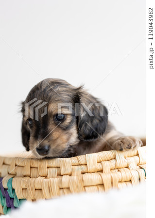 カニンヘンダックスの仔犬 カニンヘンダックスの仔犬 119043982