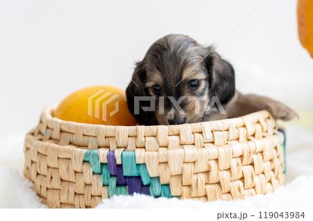 カニンヘンダックスの仔犬 119043984