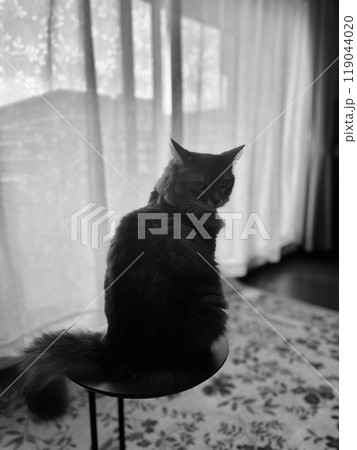 窓辺の猫のシルエット 窓辺の猫のシルエット 119044020